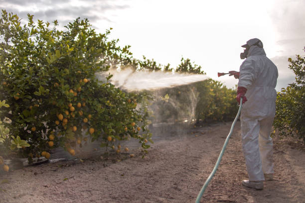 Best Emergency Pest Control  in Braska City, NE