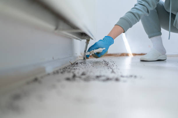 Wasp Removal Services in Nebraska City, NE